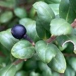 Ilex crenata Fruit