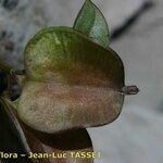 Dioscorea pyrenaica Fruit
