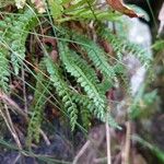 Asplenium viride Levél