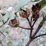 Cistus laurifolius Fruit