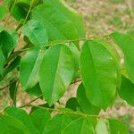 Bobgunnia fistuloides Hoja
