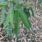 Phyllostachys sulphurea Hoja