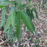 Phyllostachys sulphurea Folha