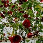 Abutilon guineense Blomma