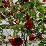 Abutilon guineense Blüte