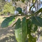 Esenbeckia leiocarpa 葉