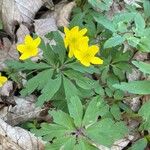 Anemone ranunculoidesКветка