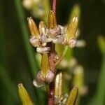 Triglochin barrelieri 花