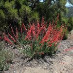 Penstemon centranthifolius Habitat