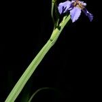 Neomarica caerulea Habitus