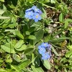 Myosotis alpestris Habitus