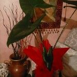 Alocasia zebrinaЛисток