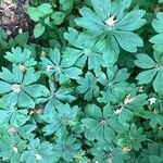 Podophyllum peltatum Fulla