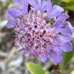 Lomelosia cretica 花