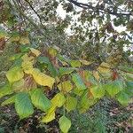 Tilia x europaea Blad