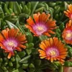 Delosperma sutherlandii Lorea