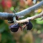 Parrotia persica Φρούτο