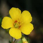 Oxalis macrantha Flower