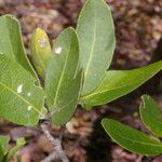 Semialarium mexicanum Frunză
