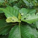 Ficus sur Hoja
