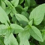 Mentha arvensis 葉