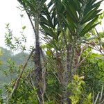 Bactris campestris List