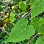 Ipomoea cordatotriloba Leaf