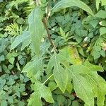 Nabalus albus Leaf
