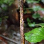 Dryopteris pentheri Blatt