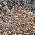 Heteropogon contortus Frucht