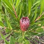 Protea caffra Flower