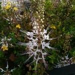 Orthosiphon aristatus 花