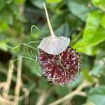 Allium vineale Frugt