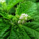 Croton hirtus Flower