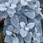 Salvia argentea Fuelha
