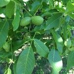 Juglans regia Фрукт