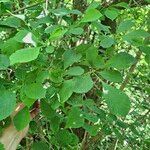 Crataegus punctata Leaf