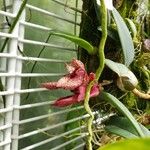 Bulbophyllum frostii Flower