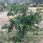 Cassia abbreviata عادت داشتن