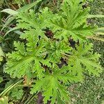 Pelargonium × asperum ഇല