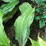 Calanthe triplicata Leaf