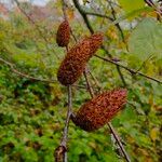 Betula alleghaniensis 其他