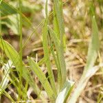 Centaurea graminifolia Blatt