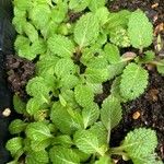 Salvia × sylvestris List