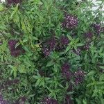 Ocimum kilimandscharicum Habit