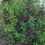 Ocimum kilimandscharicum موطن