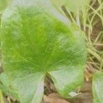 Arisarum vulgareList