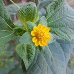 Melampodium divaricatum Flower