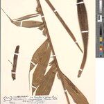 Bactris acanthocarpoides Folla