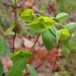 Euphorbia dulcis موطن